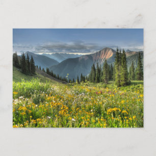 Flowers   Wildflowers Silverton Colorado Postcard