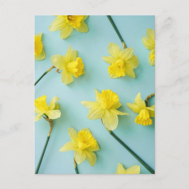 Flowers | Yellow Daffodils Postcard (Front)
