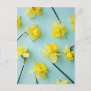 Flowers   Yellow Daffodils Postcard