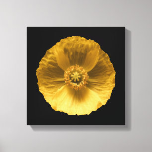Flowers Yellow Poppy Canvas Print