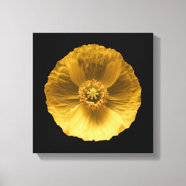 Flowers | Yellow Poppy Canvas Print (Front)