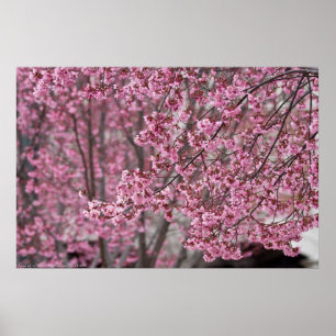 Flowing Pink Japanese Cherry Blossoms Poster