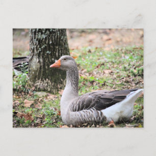 Fluff  holiday postcard