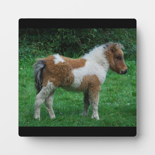 Fluffy Adorable Dartmoor Pony Plaque (Front)