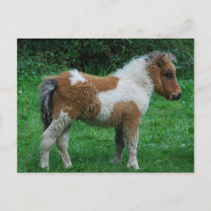 Fluffy Adorable Dartmoor Pony Postcard