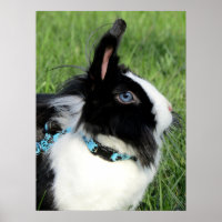 Lionhead best sale bunny rabbit