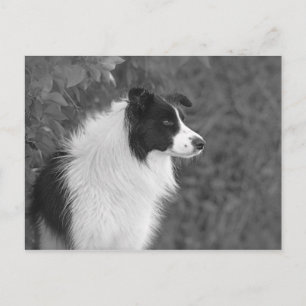 Fluffy Black White Pretty Collie Dog Postcard