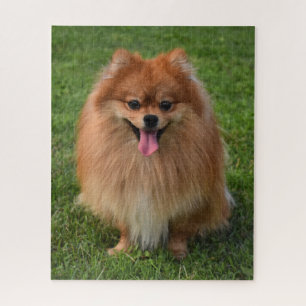 Fluffy Brown Pomeranian Puppy Dog Jigsaw Puzzle