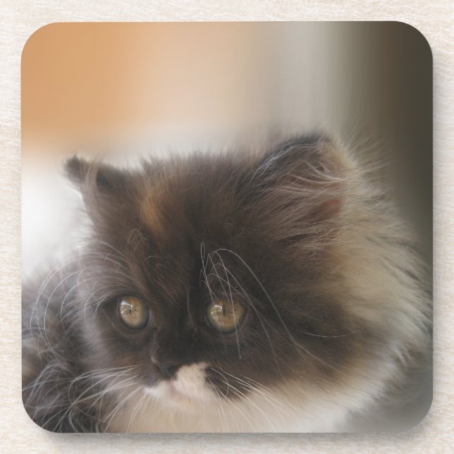 Fluffy Calico Kitten Photo Cute Coaster (Front)