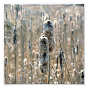 Fluffy Cattails In Spring Nature 8x8 Photo Print