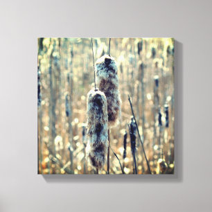 Fluffy Cattails In Spring Nature Canvas Print