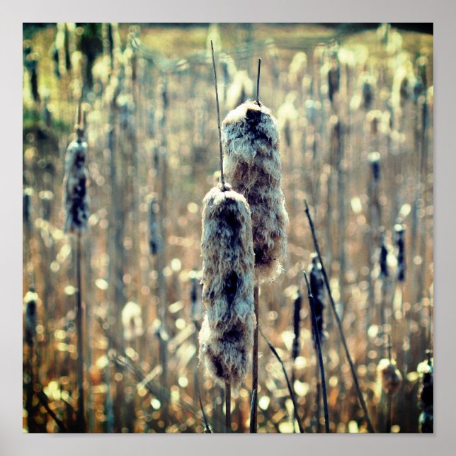 Fluffy Cattails In Spring Nature  Poster (Front)