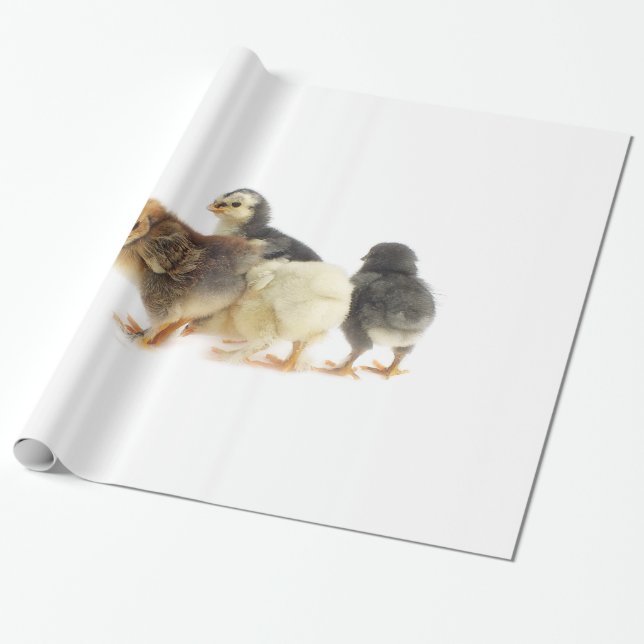 fluffy chicks wrapping paper (Unrolled)