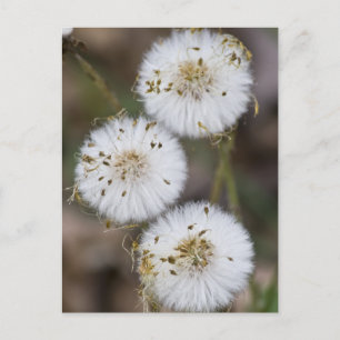 Fluffy Dandelions Postcard