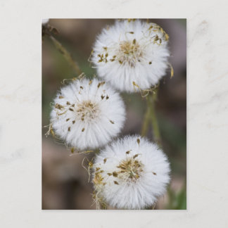 Fluffy Dandelions Postcard