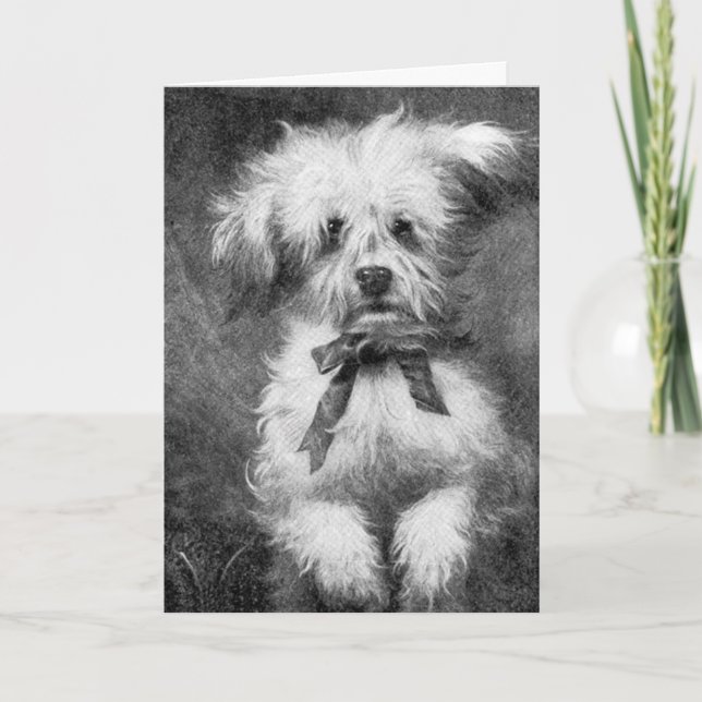 Fluffy Dog Blank Greeting Card (Front)