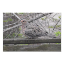 Fluffy Dove Nature Photography