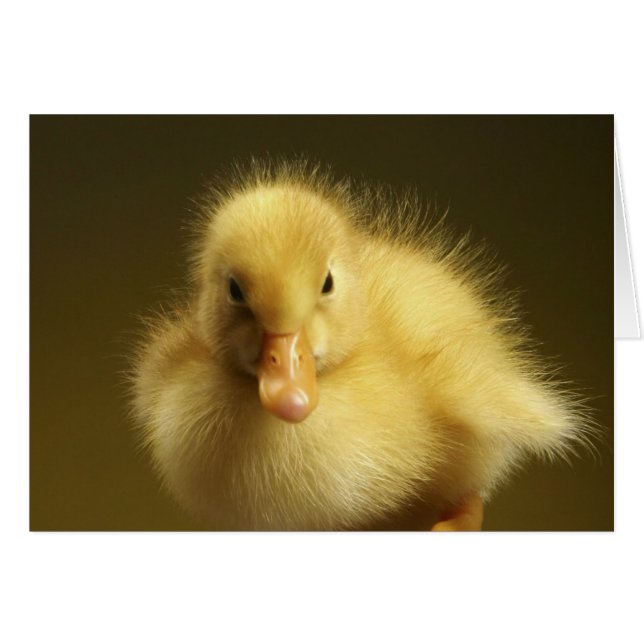 Fluffy Duckling (Front Horizontal)