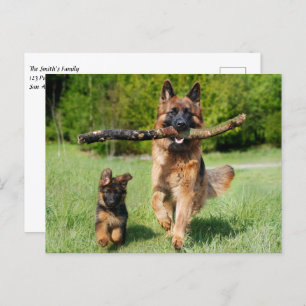 Fluffy German Shepherd Dog and Puppy Postcard