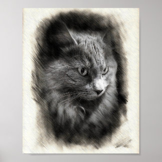Fluffy Gray Cat Sketch - Soft Feline Portrait Art  Poster