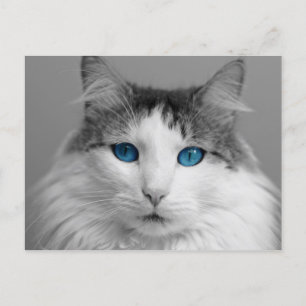 Fluffy Grey and White Blue-Eyed Cat Postcard