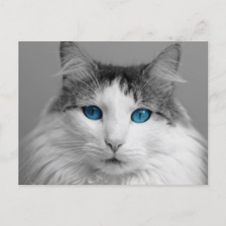 Fluffy Grey and White Blue-Eyed Cat Postcard