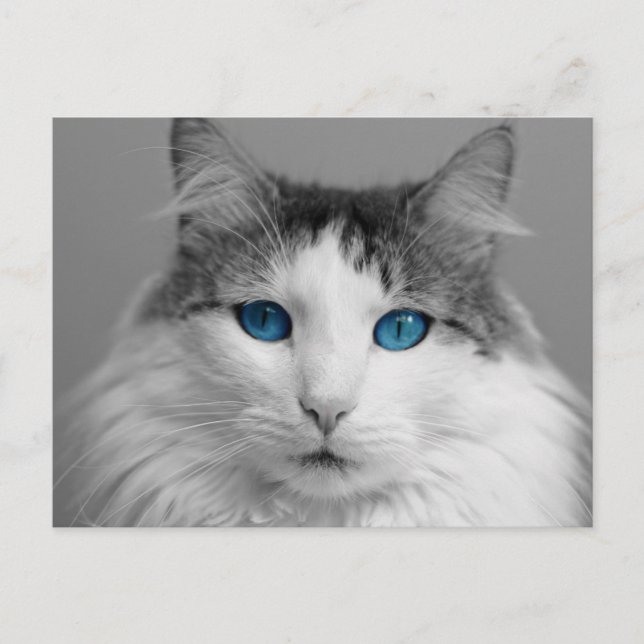 Fluffy Grey and White Blue-Eyed Cat Postcard (Front)