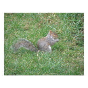 Fluffy Grey Squirrel Photo Print