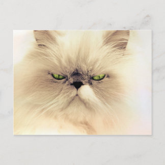 Fluffy Gruffy Kitty Postcard