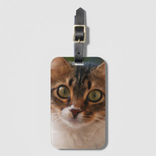 Fluffy Kitten with Green Eyes Photo Luggage Tag
