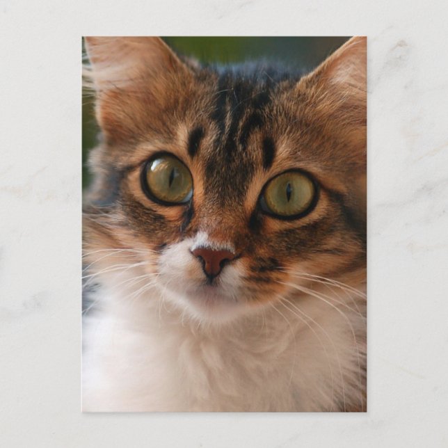 Fluffy Kitten with Green Eyes Photo Postcard (Front)