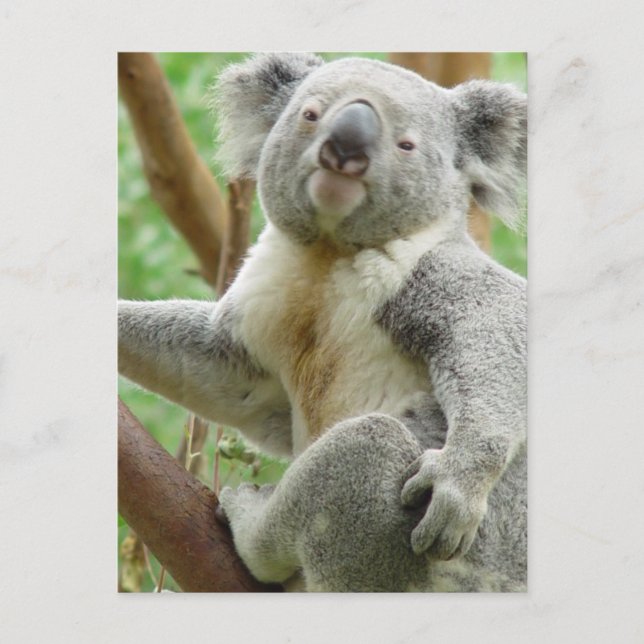 Fluffy Koala  Postcard (Front)