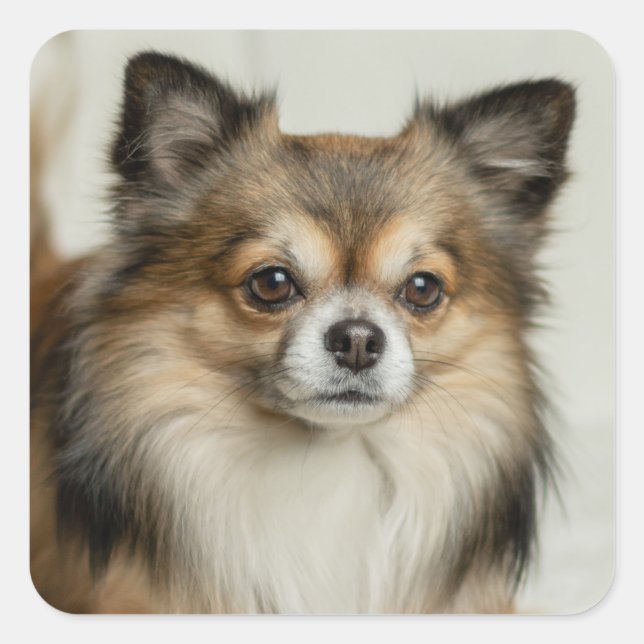 Fluffy Long Haired Chihuahua Puppy Square Sticker (Front)