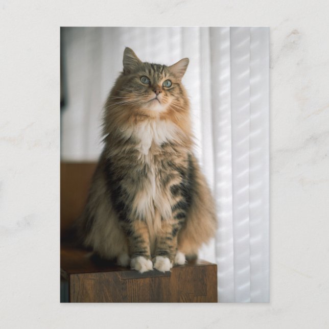 Fluffy Long-Haired Tabby Cat Portrait  Postcard (Front)