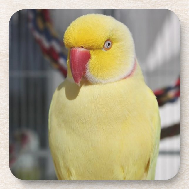 Fluffy Lutino Indian Ringneck Parakeet Coaster (Front)