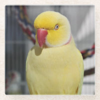 Fluffy Lutino Indian Ringneck Parakeet