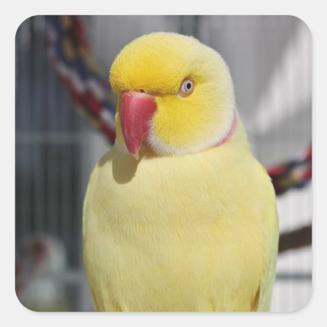 Fluffy Lutino Indian Ringneck Parakeet Square Sticker (Front)