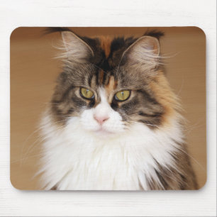 Fluffy Maine Coon Cat Mouse Mat