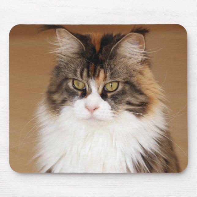 Fluffy Maine Coon Cat Mouse Mat (Front)