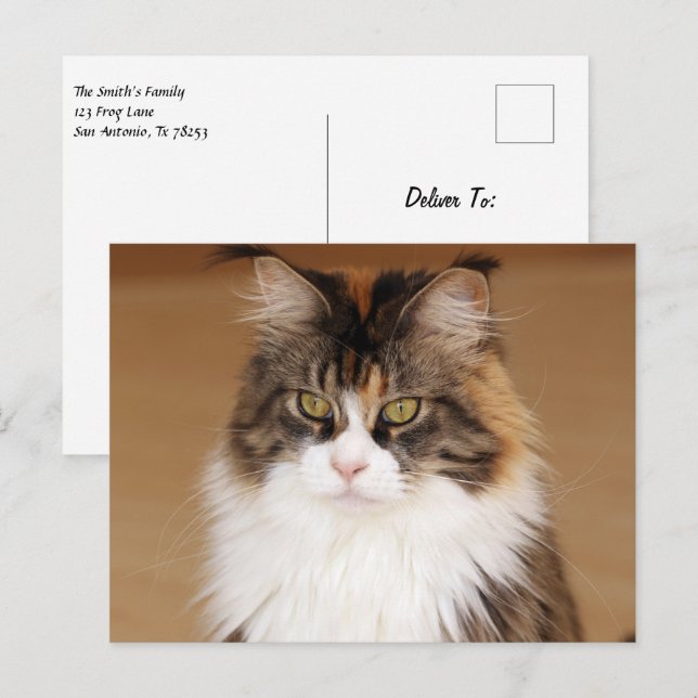 Fluffy Maine Coon Cat Postcard (Front/Back)