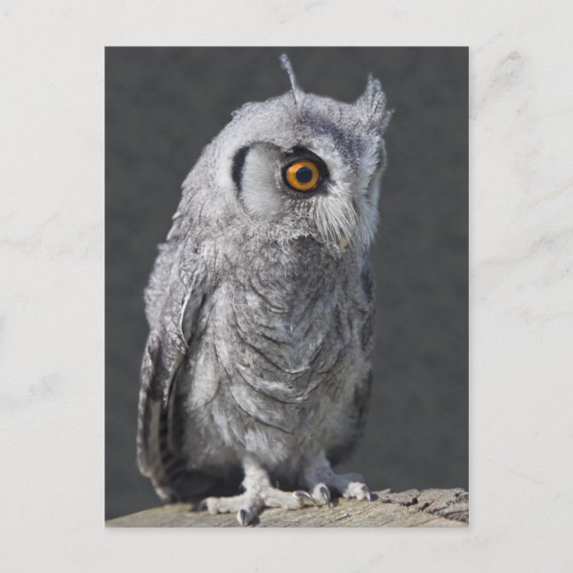 Fluffy Owlet Postcard (Front)