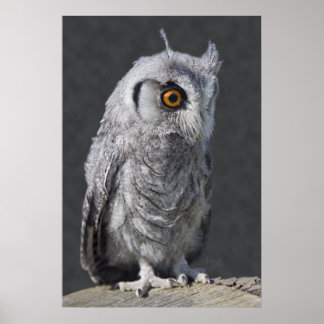 Fluffy Owlet Print