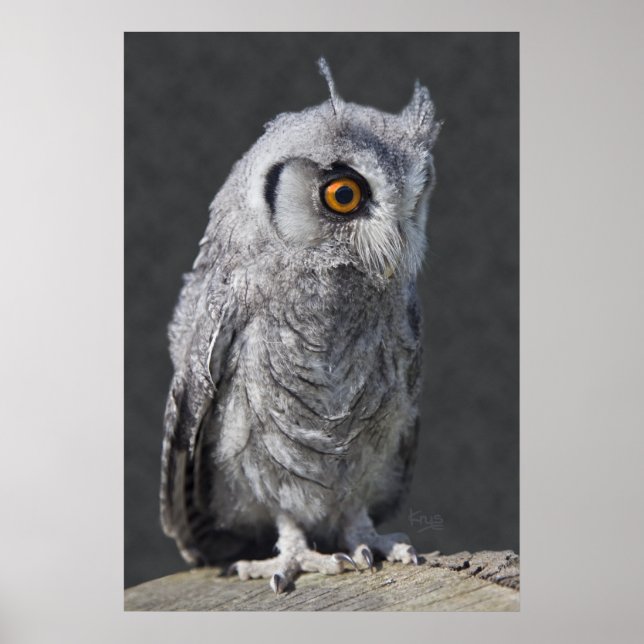 Fluffy Owlet Print (Front)