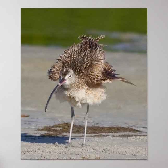 fluffy poster (Front)