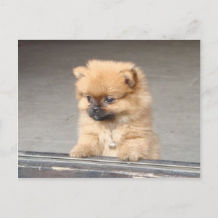 Fluffy Puppy Postcard