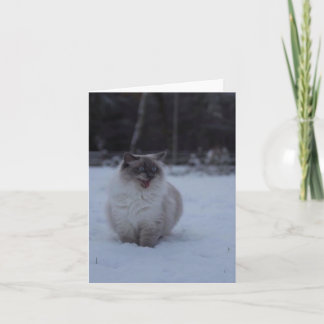 Fluffy Ragdoll Cat in the Snow Greeting Card