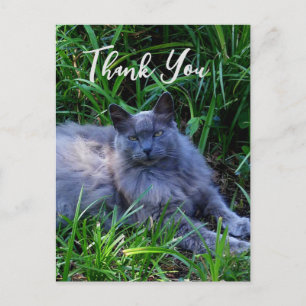 Fluffy Russian Blue Cat Thank You Card
