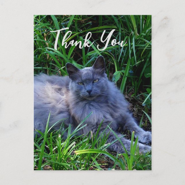 Fluffy Russian Blue Cat Thank You Card (Front)