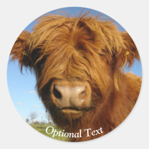 Fluffy Scottish Highland Cow - Blue Sky Classic Round Sticker