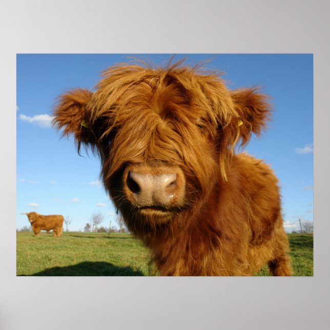 Fluffy Scottish Highland Cow - Blue Sky Poster (Front)